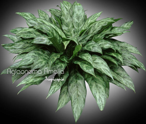 Aglaonema - Aglaonema 'Amelia' - Chinese Evergreen